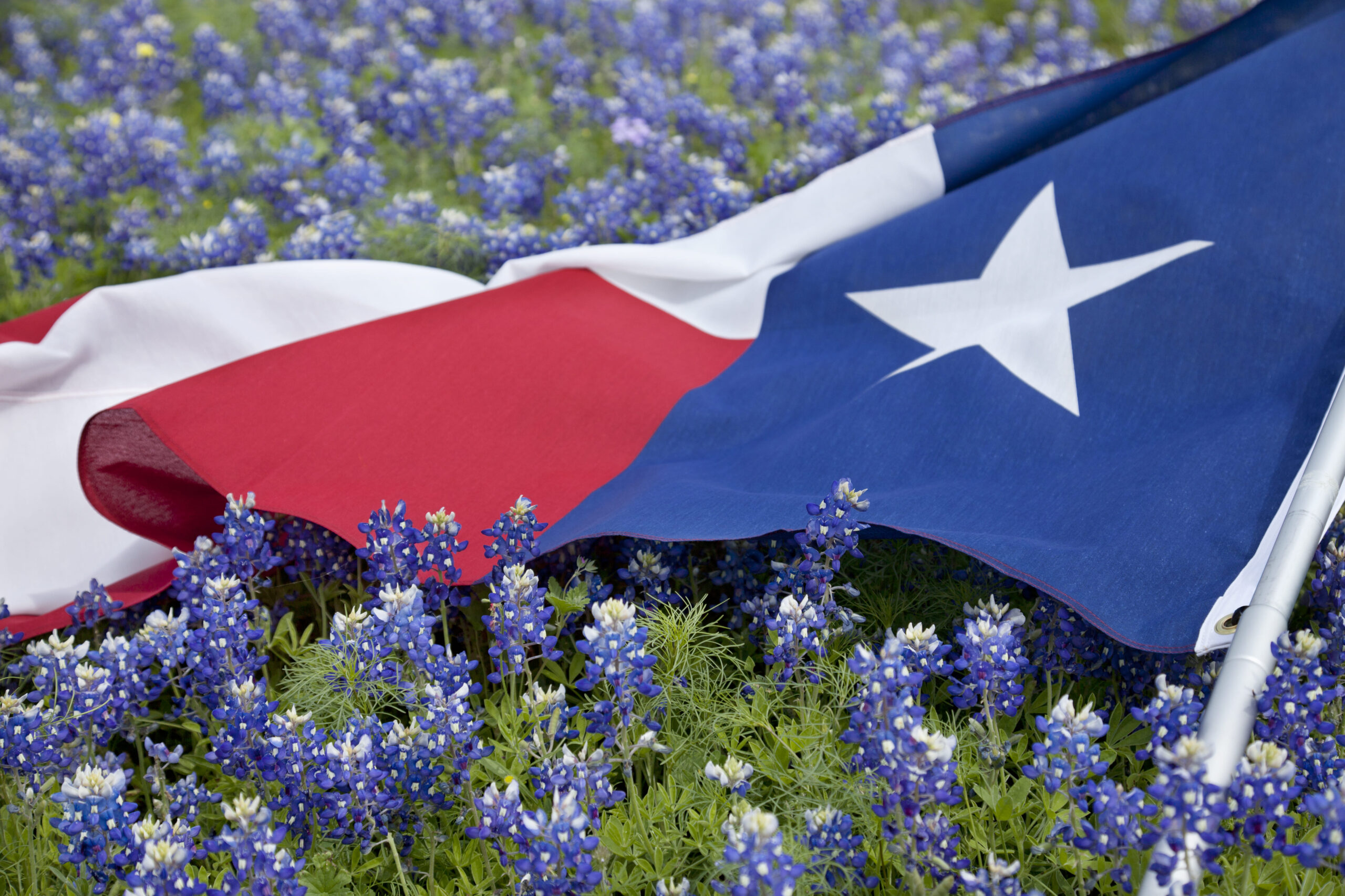 texas-flag-in-field-of-bluebonnets-2025-01-08-02-32-03-utc